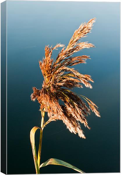 Grass on Hickling Broad Canvas Print by Stephen Mole