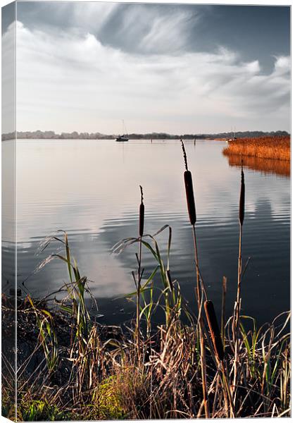 Bullrushes over Hickling Broad Canvas Print by Stephen Mole