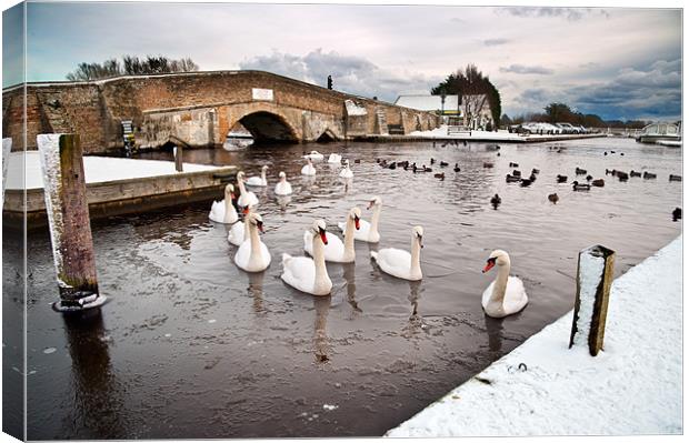 Ice and swan Canvas Print by Stephen Mole