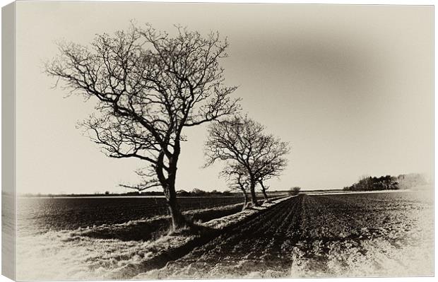 Bare trees in Norfolk Canvas Print by Stephen Mole