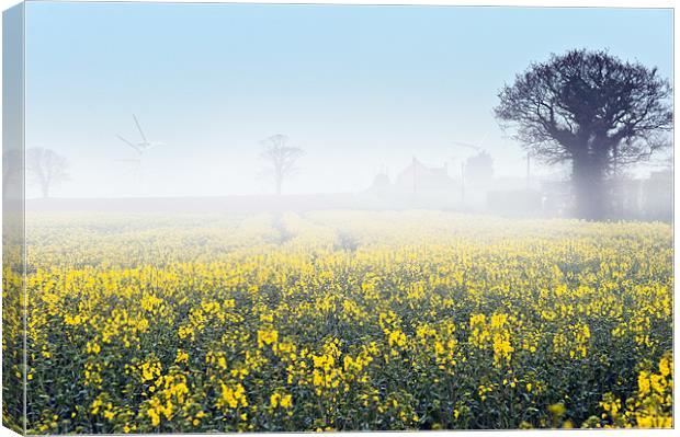 A foggy morning over a field of rape Canvas Print by Stephen Mole