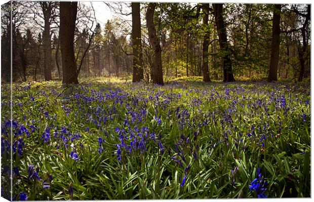 Bluebell wood Canvas Print by Stephen Mole