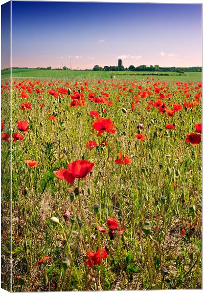 Poppy field in Norfolk Canvas Print by Stephen Mole