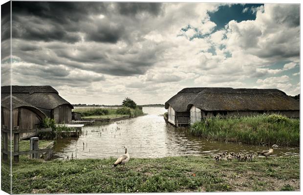 Geese at Hickling Canvas Print by Stephen Mole