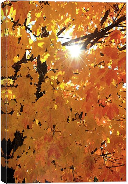Fall Warmth Canvas Print by Jean Scott