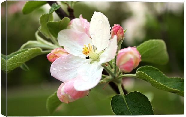 Apple Blossom Canvas Print by Jean Scott