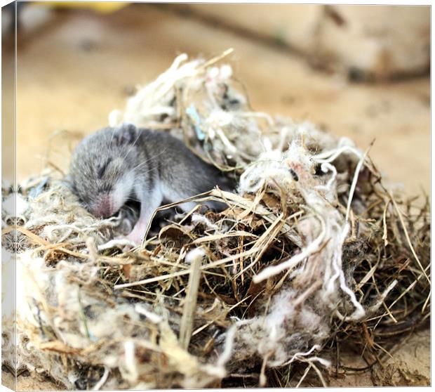 Baby sleeping mouse Canvas Print by Jean Scott