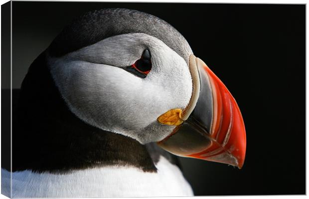 Puffin Canvas Print by Jón Sigurjónsson