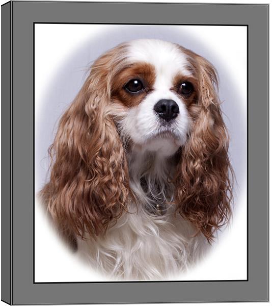 Cavalier King Charles Spaniel Canvas Print by Giovanni Pasta