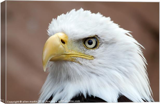 Eagle eyes Canvas Print by allen martin