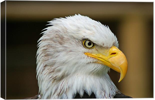 American Bald Eagle Canvas Print by allen martin