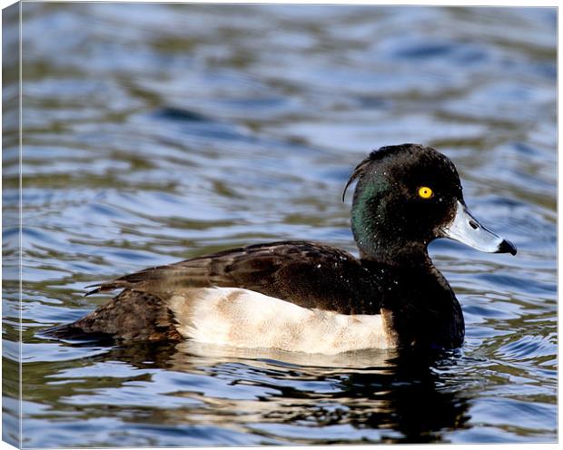 Golden eye Canvas Print by allen martin