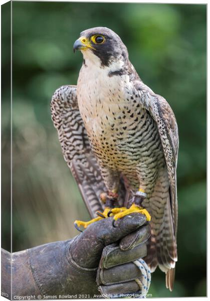 Peregrine Falcon Looking Canvas Print by James Rowland