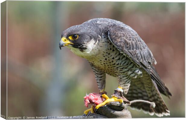 Peregrine Canvas Print by James Rowland