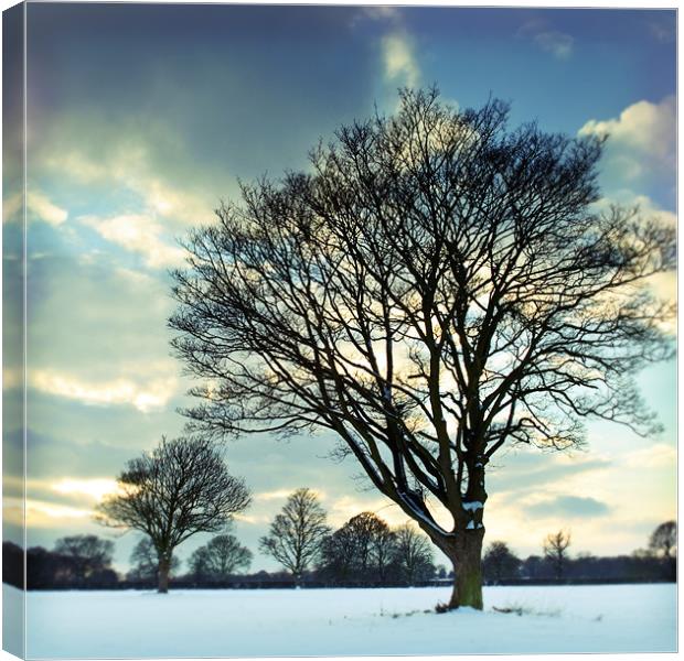Winter trees Canvas Print by James Rowland