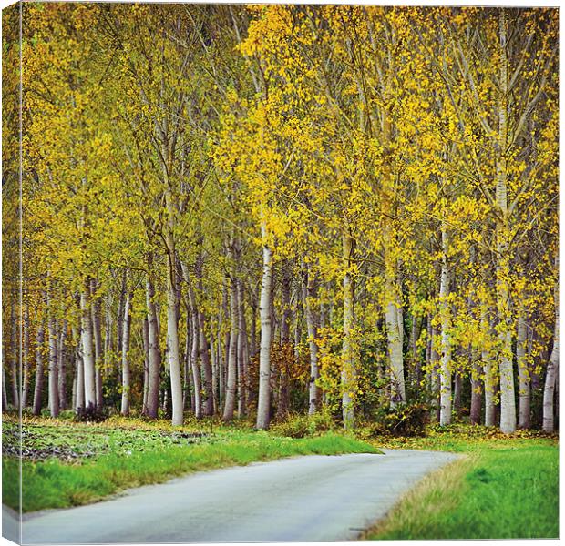 Autumn trees Canvas Print by James Rowland