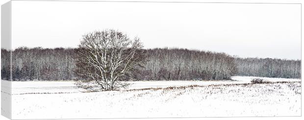 snow fields Canvas Print by James Rowland