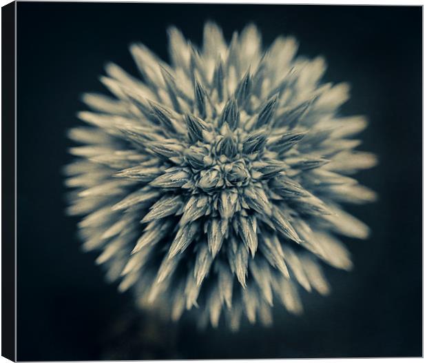 Young Alium Canvas Print by James Rowland