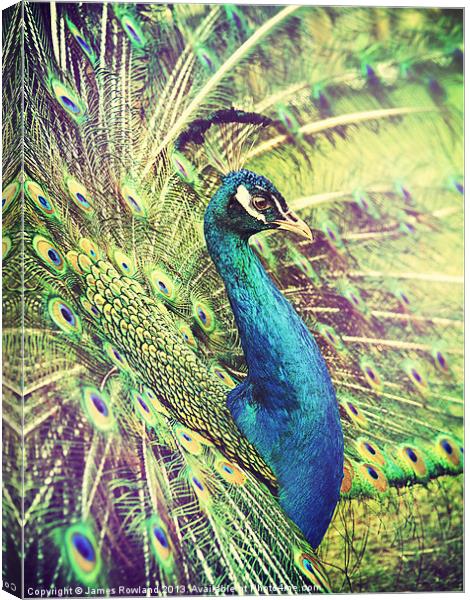 Proud Peacock Canvas Print by James Rowland