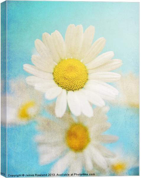 Oxeye Dasies Canvas Print by James Rowland