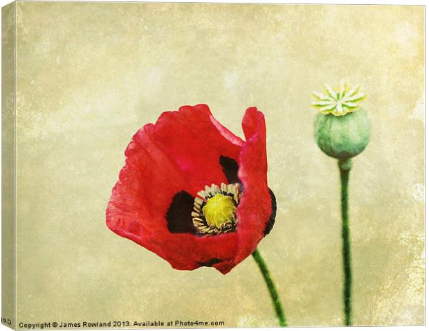 Poppy against the wall Canvas Print by James Rowland