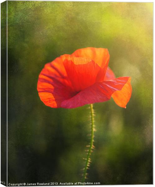 Poppy in the field Canvas Print by James Rowland