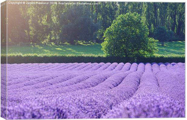 Rows of Lavender Canvas Print by James Rowland