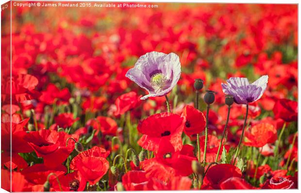  Purple & Red Poppies Canvas Print by James Rowland
