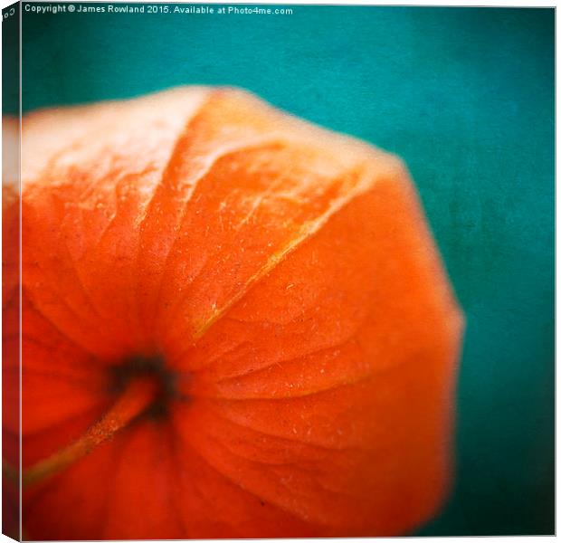 Physalis, Chinese Lantern up close Canvas Print by James Rowland