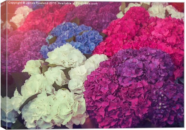  Hydrangea Mix Canvas Print by James Rowland