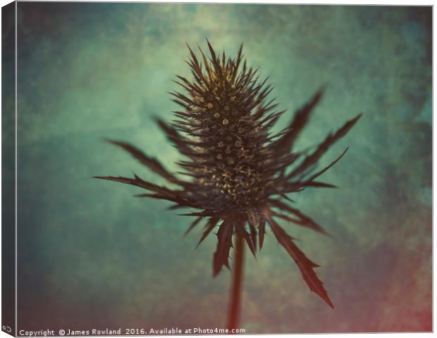 Thistle Canvas Print by James Rowland
