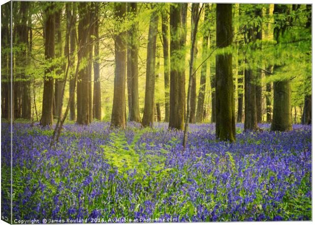The Bluebell Woods  Canvas Print by James Rowland
