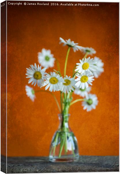 Oxeye Daisies Canvas Print by James Rowland