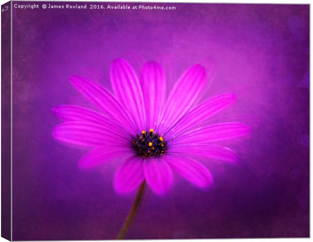 Purple Beauty Canvas Print by James Rowland