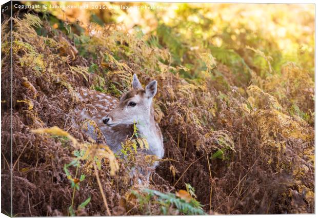 Deer in the Autumn Canvas Print by James Rowland