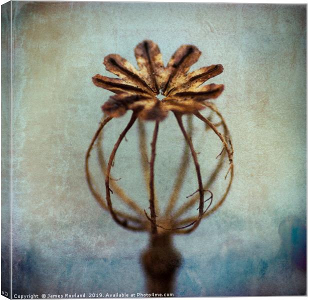 Decayed Poppy Canvas Print by James Rowland