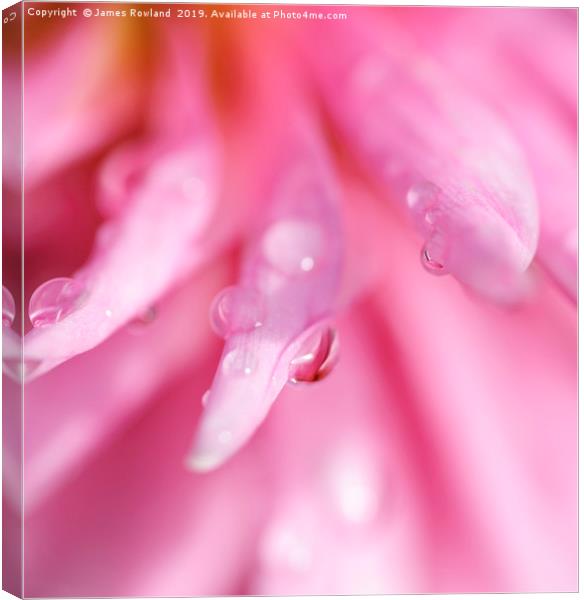 Droplets on a Pink Dahlia Canvas Print by James Rowland