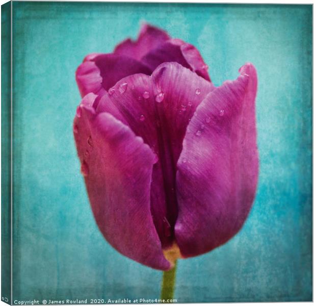 Purple delight Canvas Print by James Rowland