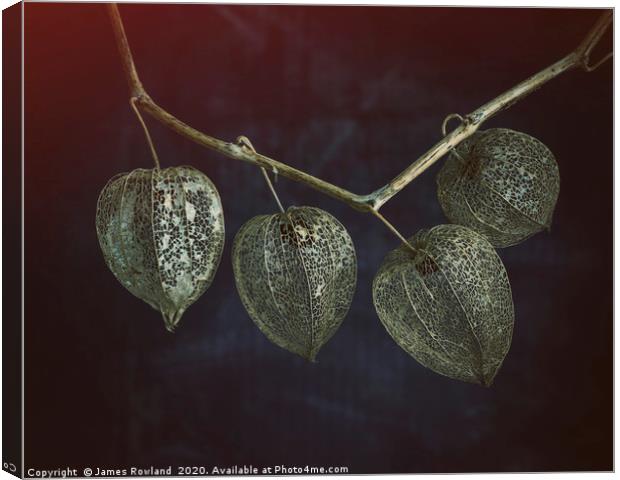 Four Physalis Canvas Print by James Rowland