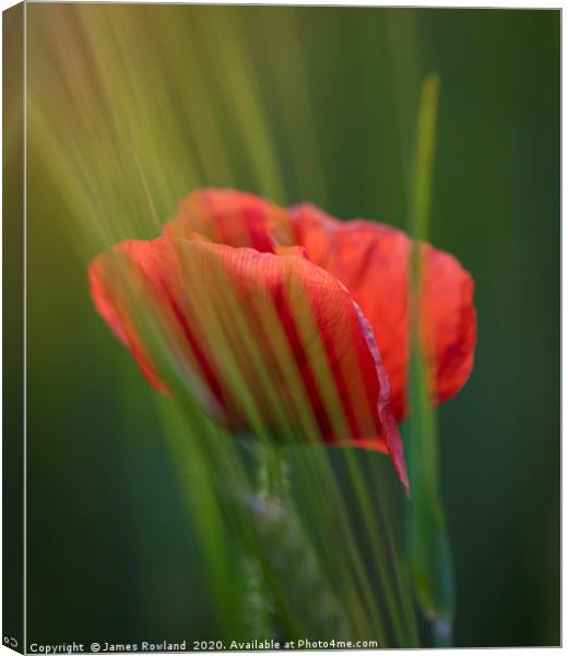 The Lone poppy Canvas Print by James Rowland