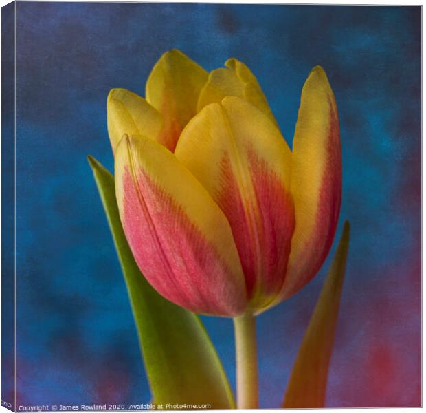 Yellow Tulip Canvas Print by James Rowland