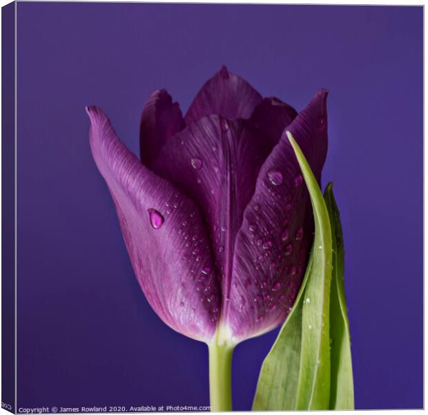 Purple Petals Canvas Print by James Rowland