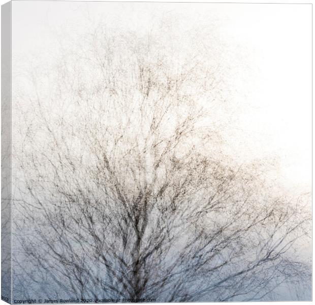 Tree 3 Canvas Print by James Rowland