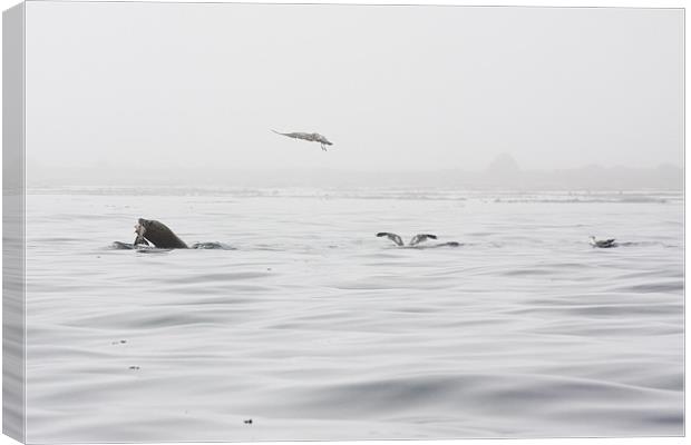 Race for the salmon Canvas Print by Darryl Luscombe