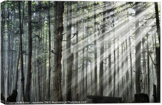 Light in the forest Canvas Print by Darryl Luscombe