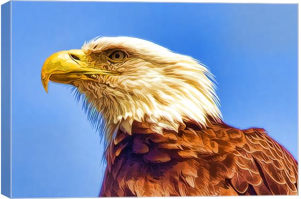 Bald Eagle Canvas Print by Darryl Luscombe