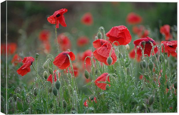 morning poppies Canvas Print by evelyn martin