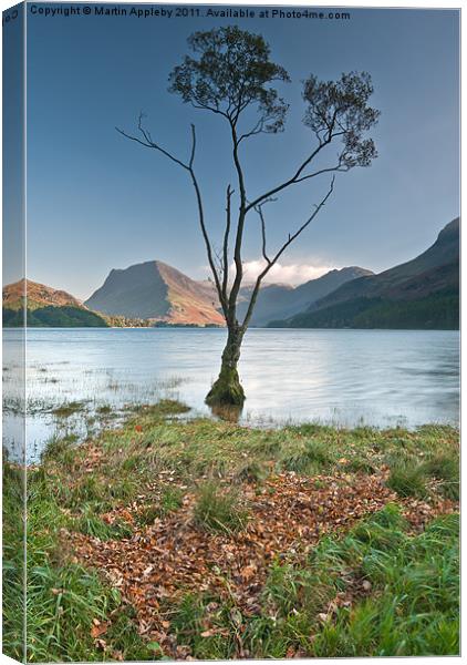 Silver Birch On Buttermere. Canvas Print by Martin Appleby