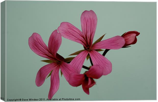 Pink Flower Canvas Print by Dave Windsor