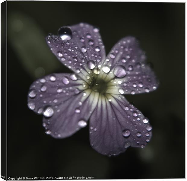Water Soaked Flower Canvas Print by Dave Windsor